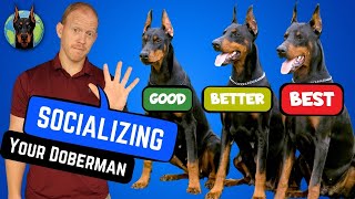 Build a Better Doberman 5 Best Socialization Tips [upl. by Hanah906]