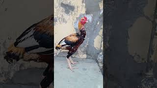 Aseel murga TikTok video 📸😊😍 birds shorts short [upl. by Randolf]