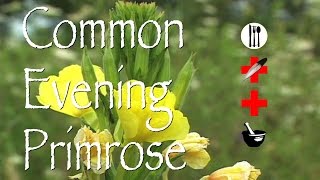 Common Evening Primrose Edible Medicinal amp Other Uses [upl. by Debra]