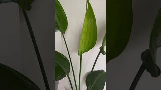 🤩 Strelitzia Nicolai Bird of Paradise 2 New Leaves in the same time 🍃 shorts [upl. by Windy]