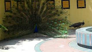 Peacock Mating 2 [upl. by Dammahum626]