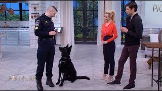 Meet Jett the Police Dog  Pickler amp Ben [upl. by Aland]