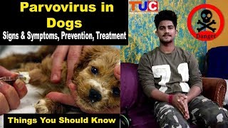 Parvovirus in Dogs  Symptoms Prevention Treatment  TUC [upl. by Edaj]