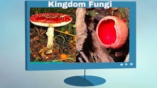 Kingdom Fungi Characteristics [upl. by Corbie]