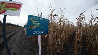 Dekalb DKC4541 kukorica vetőmag KukoricaVetőmaghu Kft 2017 [upl. by Chrotoem]