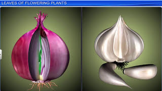 CBSE Class 11 Biology  Morphology of Flowering Plants  Full Chapter  By Shiksha House [upl. by Aynam]