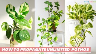 How to Propagate Pothos  Pothos Propagation Guide [upl. by Kornher488]