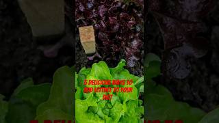 Healthy Lettuce recipes shorts trending lettuce [upl. by Lehet]