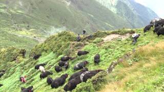 108 Yaks  A journey of love and freedom [upl. by Brookes]