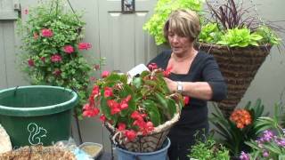 Hanging Basket of Begonias Easy [upl. by The]