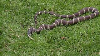 King Snake Eating A Rattlesnake Pt 2 [upl. by Notlad]