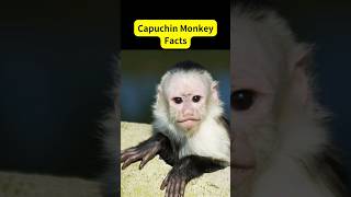 Capuchin Monkey Fun Facts shorts monkey animals [upl. by Notelrac]