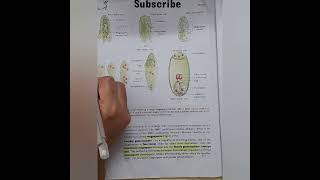 Development of embryo sac in flower biology neet ncert cbse [upl. by Surdna]