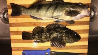 Catch amp Cook Sand Bass and Rock Fish [upl. by Atirac]