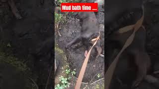 Hes loves his mud baths dog hiking labrador labradorretriever mud spa funny dogwalk [upl. by Tocci]