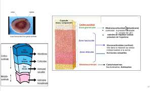 Cours dEndocrinologie vidéo 4  ACTH [upl. by Asilrak]