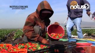 Las fresas de Irapuato son las mejores del mundo [upl. by Ynnot907]