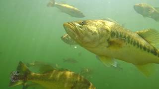 Craziest Underwater Bass Fishing Footage EVER Whopper Plopper Swimbait Jerkbait Fluke Topwater [upl. by Arhat]