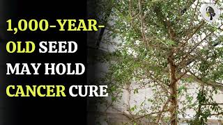 1000YearOld Seed May Hold Cancer Cure  WION Podcast [upl. by Sperry]