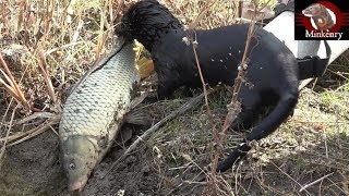 Black Mamba Catching Big Fish  Episode 9 Black Mamba Born to Hunt [upl. by Seftton]