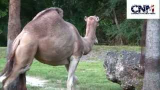 OneHump Camels vs TwoHump Camels  Dromedary vs Bactrian  A Comparison by John D Villarreal [upl. by Naus]