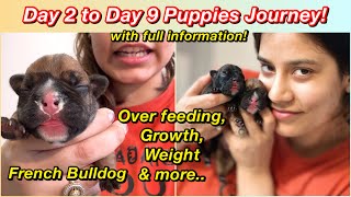 Feeding Time Growth amp More🐶Day 2 to Day 9 Puppies Journey❤️ Sejal Paw Series [upl. by Standush]