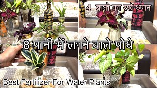 Top 10 plants which can grow in water  Pani में लगाये ये 8 Plants  Care Tips  Fertilizer 🪴 [upl. by Astrahan]