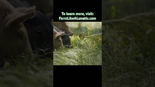 Joel Salatin on pasturing pigs to create lush pasture out of forest farm regenerativeagriculture [upl. by Lassiter]