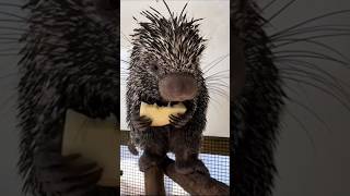 porcupine eating sweet funny viral [upl. by Frederik]