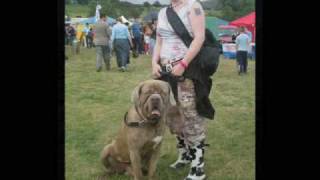 Neopolitan Mastiff X Old English Mastiff Oliver [upl. by Buddy]