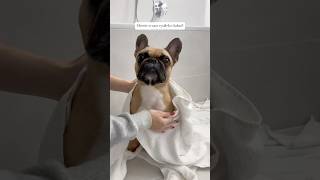 🐥Šampón je z eshopu Loypecz 🛁 dog puppy frenchie [upl. by Azenav]