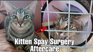 Things You Should DoCat spaying procedure  What is Spaying surgery [upl. by Ruomyes388]