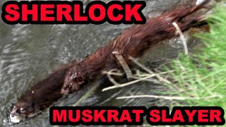 Sherlock the Mink Catches a HUGE Rat [upl. by Danita]