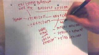 003 The Nervous System AQA Core Science GCSE Biology Drredfrizzlevideos  series 5 [upl. by Ellie]