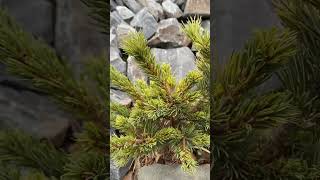 Pinus parviflora Hagoromo💚🌲💚101124🌲🍁 [upl. by Astrea]