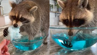 Tricking my pet raccoons with cotton candy [upl. by Stephani]