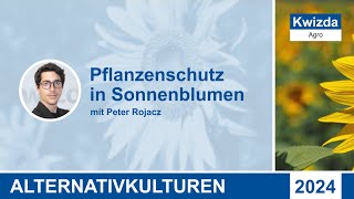 Kwizda Agro Pflanzenschutz in Sonnenblumen 2024 [upl. by Lrigybab]