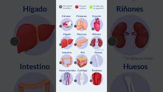 ¿Qué órganos y tejidos puedo donar [upl. by Netsruk]
