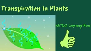 Transpiration In Plants  What affects the Rate of Transpirtion  Stomata  Transpiration Cycle [upl. by Aciret711]