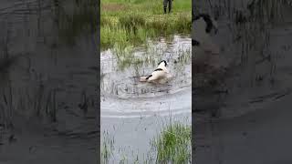 Springer Spaniel learning to retrieve from water gundogtraining [upl. by Colp]