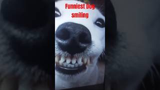 Dog smile 🐶🐶shortyoutubetroll facedog gameviral [upl. by Anitsuga]