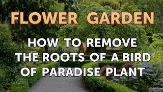 How to Remove the Roots of a Bird of Paradise Plant [upl. by Direj113]