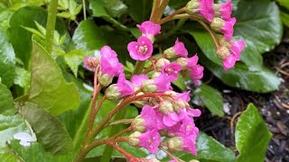 Bergenia Cordifolia  In Blooms April 25 [upl. by Renrag]