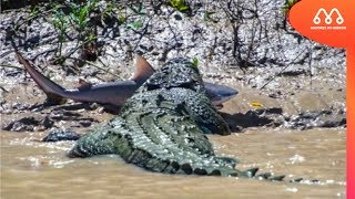 CROCODILO COMENDO TUBARÃO NA AUSTRALIA  MAIORES DO MUNDO [upl. by Jamila]