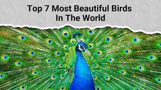 Top 7 Most Beautiful Birds In The World [upl. by Coop896]