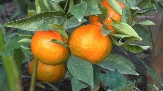 How to Grow Dancy Mandarin Tangerines [upl. by Alyled]