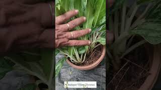 Aglonima narrow leaf for sale🍃 chalingalhomegarden gardentips 💕💕 [upl. by Anuahsed]