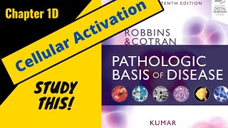 Robbins and Cotran Pathologic Basis of Disease Chapter 1D  Cellular Activation StudyThis [upl. by Scribner]