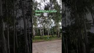 EucalyptusLiptus Tree [upl. by Shah155]