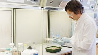 Nitrogenfixing bacteria helps crops to feed themselves [upl. by Tristan663]